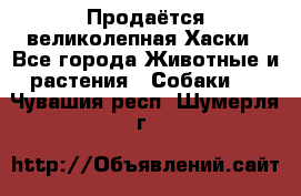 Продаётся великолепная Хаски - Все города Животные и растения » Собаки   . Чувашия респ.,Шумерля г.